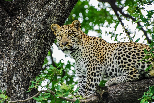 5 Days Masai Mara & Samburu Fly-In Tour