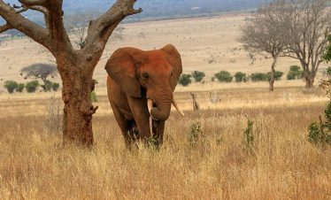 5 Days Tsavo East & Tsavo West Safari from Mombasa