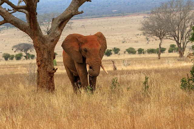 5 Days Tsavo East & Tsavo West Safari from Mombasa