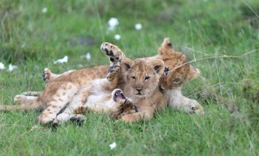 5‑Day Masai Mara + Amboseli Fly‑In Safari