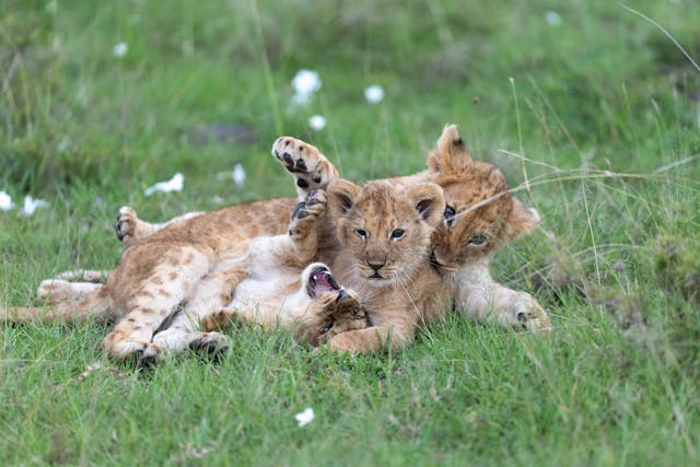 5‑Day Masai Mara + Amboseli Fly‑In Safari