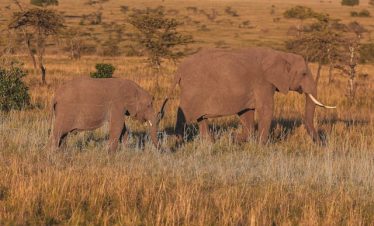 6-Day Kenya Affordable Safari Tour