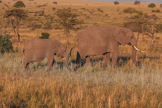 6-Day Kenya Affordable Safari Tour