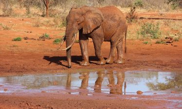 6 Day Kenya Big Five Tour