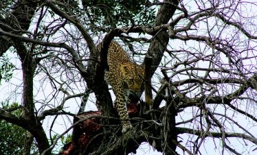 6 Days Kenya Family Safari Tour