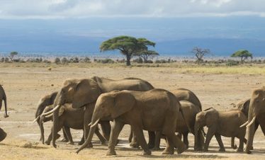 6 Days Kenya Luxury Safari Tour