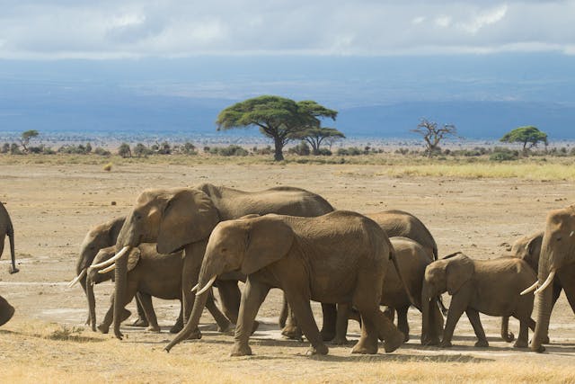 6 Days Kenya Luxury Safari Tour