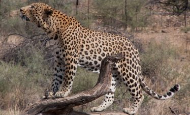 6 Days Kenya Safari Tour