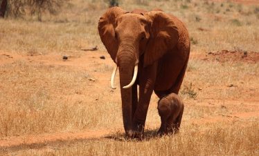 6 Days Kenya Safari Tour