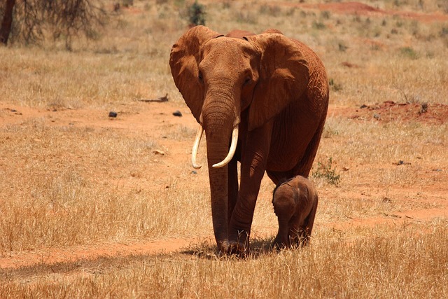 6 Days Kenya Safari Tour