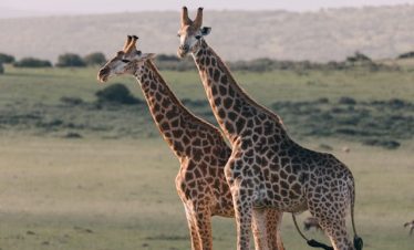 6 Days Lake Nakuru, Lake Bogoria & Masai Mara Safari Tour