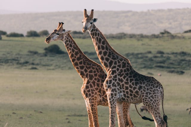 6 Days Lake Nakuru, Lake Bogoria & Masai Mara Safari Tour