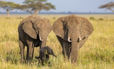 6 Days Samburu, Meru & Ol Pejeta Safari Tour
