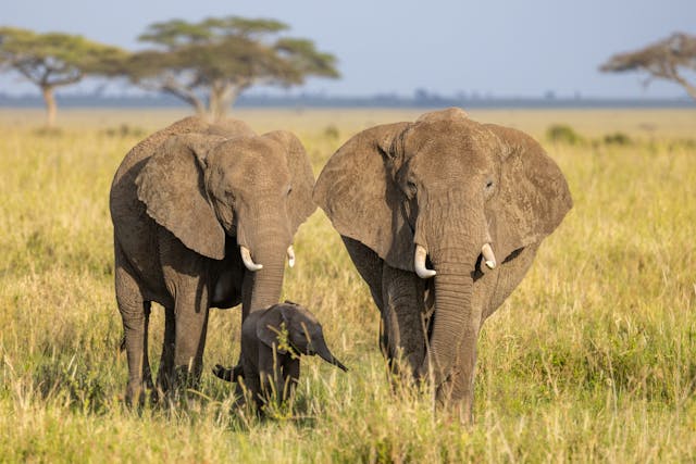 6 Days Samburu, Meru & Ol Pejeta Safari Tour