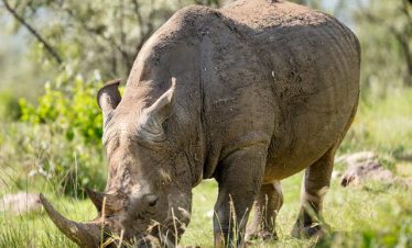 7-Day Kenya Honeymoon Safari