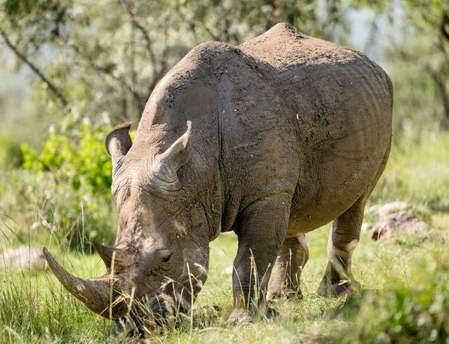 7-Day Kenya Honeymoon Safari