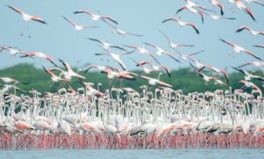 7 Days Big Five Safari in Kenya