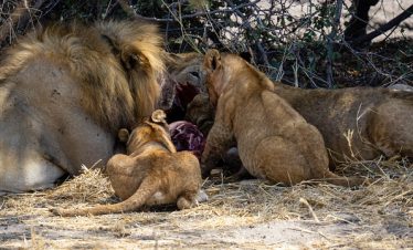7 Days Kenya Great Migration Safari Tour