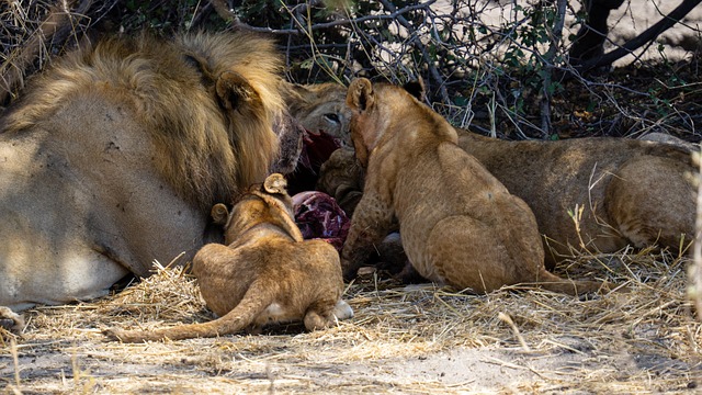 7 Days Kenya Great Migration Safari Tour