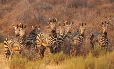 7 Days Kenya Group Safaris