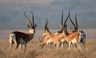 7 Days Kenya Private Safari Tour