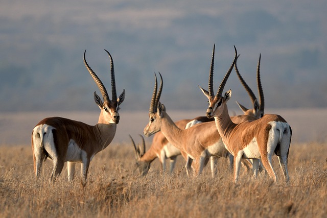 7 Days Kenya Private Safari Tour