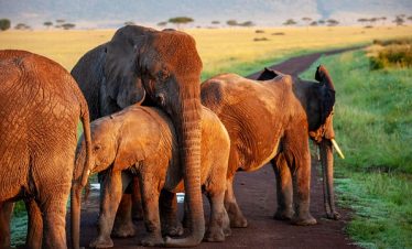 7 Days Kenya Wildlife Safari