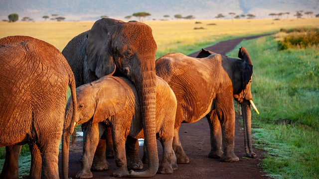7 Days Kenya Wildlife Safari