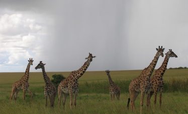 7 Days Masai Mara, Lake Nakuru, Lake Naivasha & Amboseli Group Tour