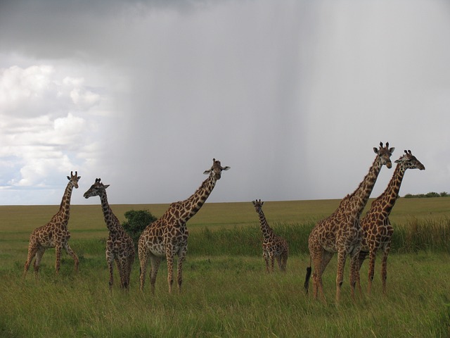 7 Days Masai Mara, Lake Nakuru, Lake Naivasha & Amboseli Group Tour