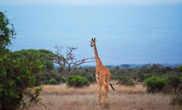 9 Days Samburu, Ol Pejeta, Naivasha & Masai Mara Safari Itinerary