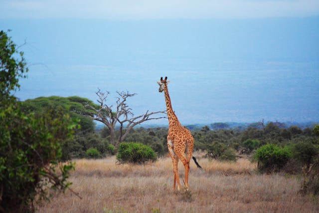 9 Days Samburu, Ol Pejeta, Naivasha & Masai Mara Safari Itinerary