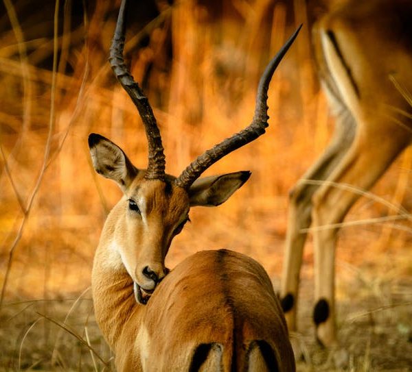 Aberdare National Park
