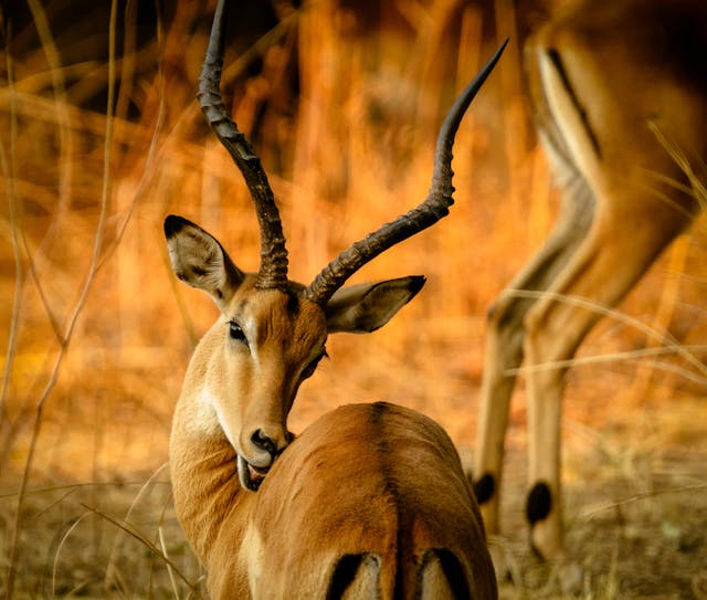 Aberdare National Park