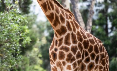 About Paradise Africa Safari