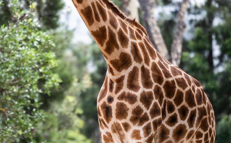About Paradise Africa Safari