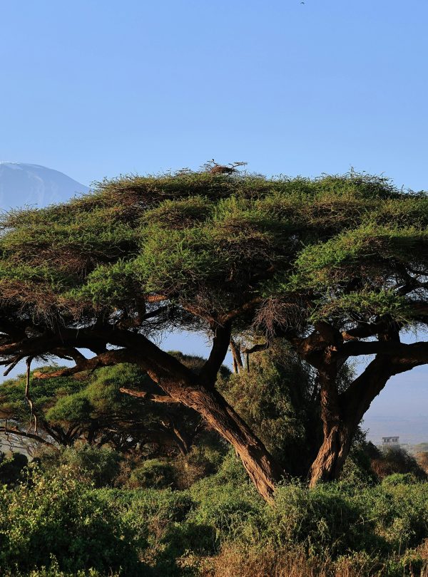 Amboseli National Park