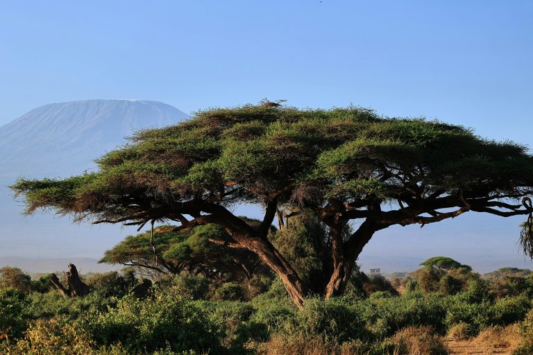 Amboseli National Park
