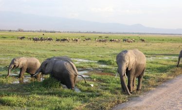 Amboseli National Park Day Tour