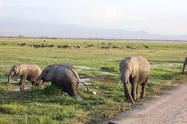 Amboseli National Park Day Tour