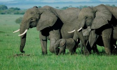 Best 5 Kenya Family Safari Tours