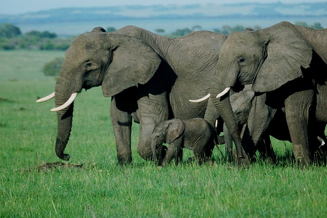 Best 5 Kenya Family Safari Tours