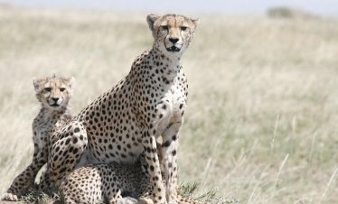 Best 5 Kenya Migration Safari Tour