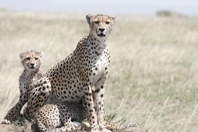 Best 5 Kenya Migration Safari Tour