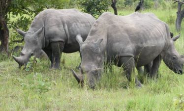 alt="Big Five Safari in East Africa 2025 – Lion, Elephant, Leopard, Rhino, Buffalo in Masai Mara and Serengeti"