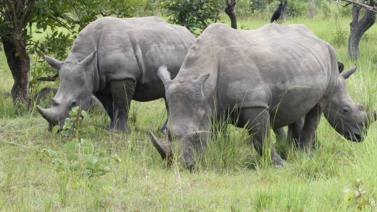 alt="Big Five Safari in East Africa 2025 – Lion, Elephant, Leopard, Rhino, Buffalo in Masai Mara and Serengeti"