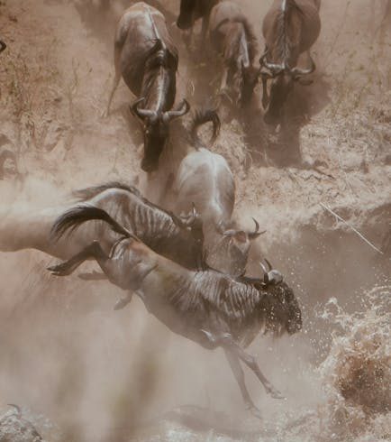 Best Time to Visit Kenya Safari Tour