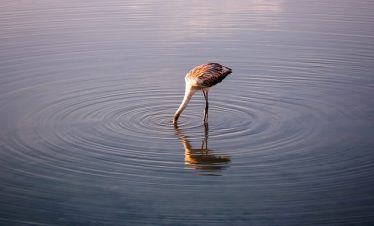 Bird watching