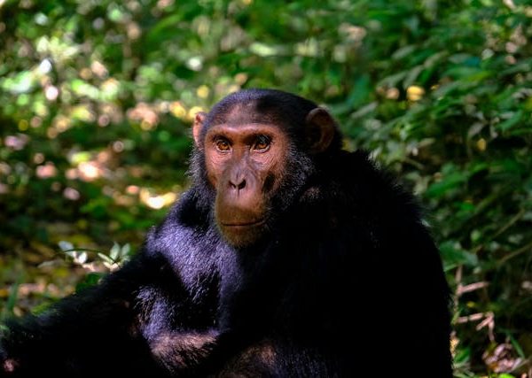Chimpanzee