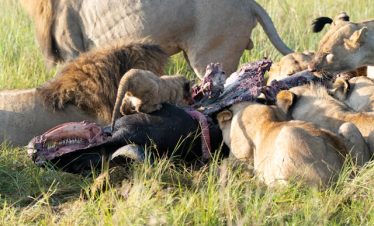 Days Tsavo East & Amboseli Tour from Mombasa